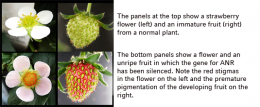 Fruit science: Switching between repulsion and attraction