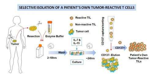Finding antitumor T cells in a patient's own cancer