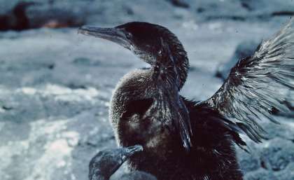 Galapagos cormorant threatened by climate change