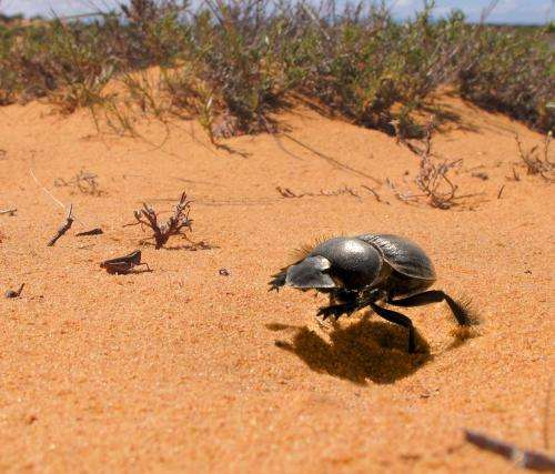Galloping beetles could be counting steps