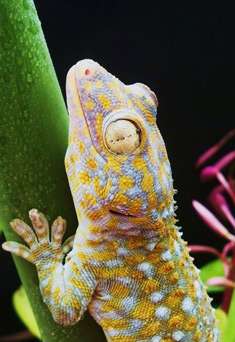 Geckos keep firm grip in wet natural habitat