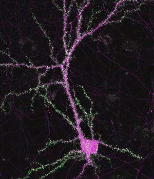 Gene found to foster synapse formation in the brain