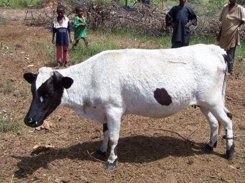 Genes against parasites – An African breed of cattle harbours potential weapons against a life-threatening parasite