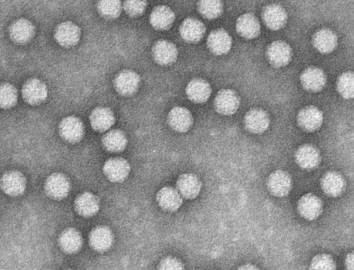 Gene therapy gives mice broad protection to pandemic flu strains, including 1918 flu