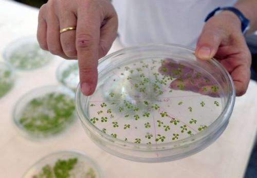 Genetically modified test plants at a biotechnology lab at Litoral university in Santa Fe, Argentina, August 2012