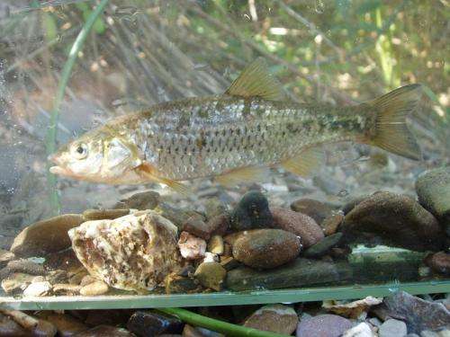 Genetic analysis calls for the protection of 2 highly endangered Portuguese fish species