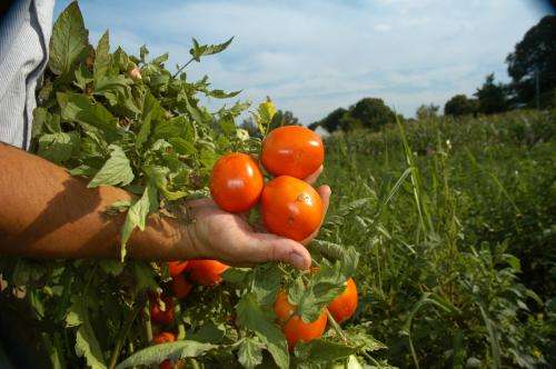 Genetic discovery points the way to much bigger yields in tomato, other flowering food plants