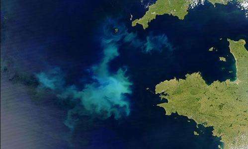 Genetic maps of ocean algae show bacteria-like flexibility