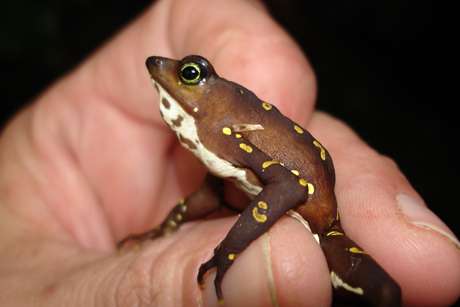 Genome offers clues to amphibian-killing fungus