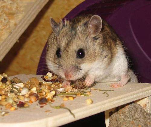 Genome researchers at Bielefeld University decode the hamster genome