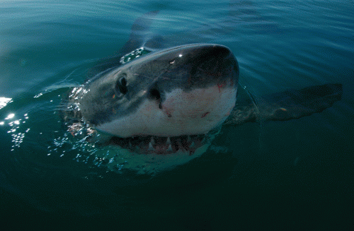 Genome scale view of great white shark uncovers unexpected and distinctive features