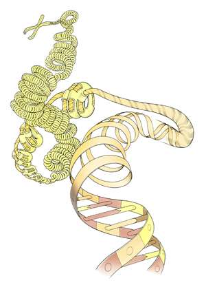 Genomics: A rare view of gene regulation