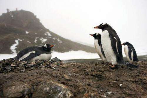 Gentoo penguins are seen on the shore of King George Island, Antarctica, on October 28, 2008