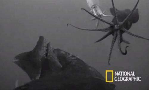 Biologist gets a squid's eye view (w/ video)