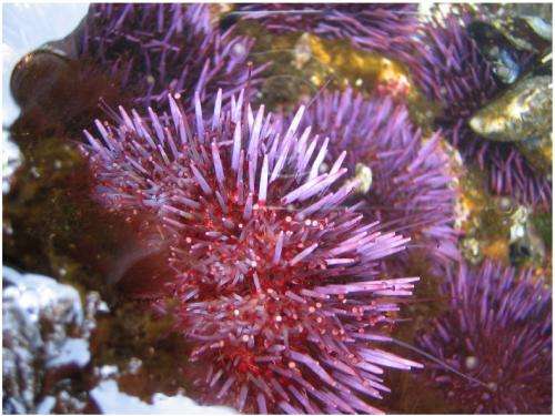 Rapid adaptation is purple sea urchins' weapon against ocean acidification