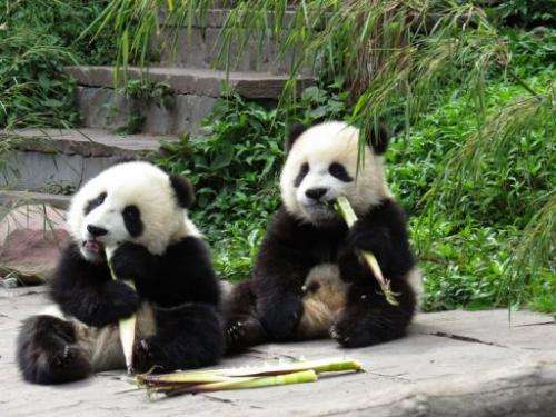 Giant pandas eat bamboo at the Bifengxia Base of China Conservation and Research Centre in Ya'an, on April 20, 2013