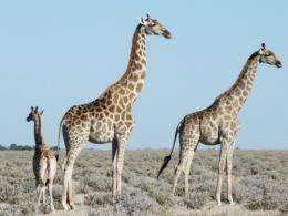 Giraffes are choosy’ when hanging out with friends