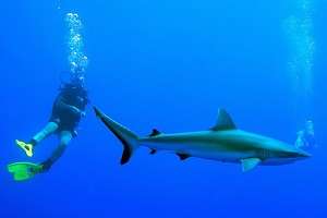 Global fishing threatens endangered sharks