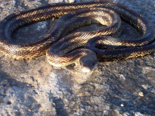 Global warming beneficial to ratsnakes