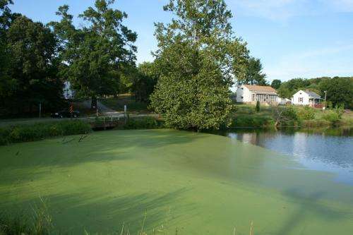 Going green: Nation equipped to grow serious amounts of pond scum for fuel