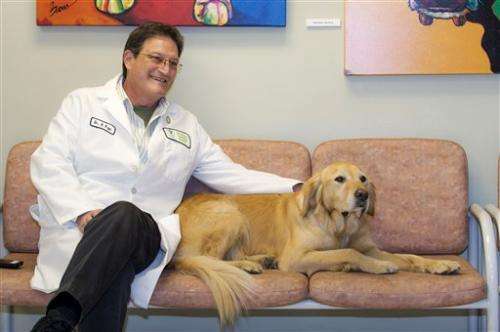 Golden retrievers key to lifetime dog cancer study