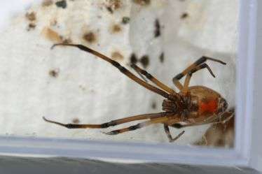 Got brown widow spiders? Entomologists seek the public’s help for a summer research project