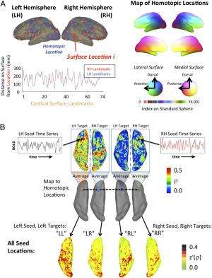 Left brain, right brain: Different patterns of cortical interaction