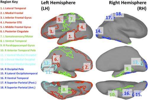 Left brain, right brain: Different patterns of cortical interaction
