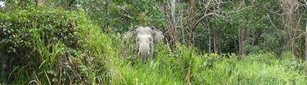 GPS, camera traps and dung expose the secret life of endangered elephants