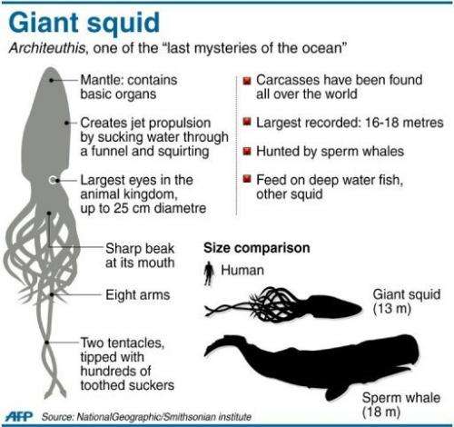 Graphic fact file on the giant squid