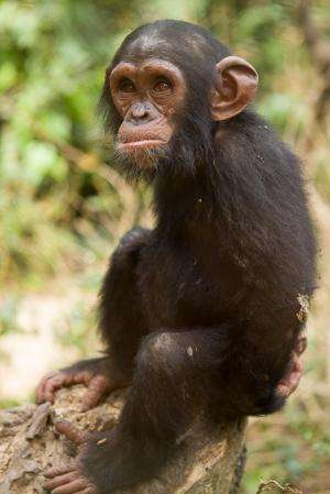 Great ape genetic diversity catalog frames primate evolution and future conservation