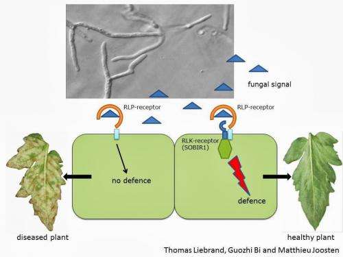 Great mystery of a plant defence pathway unravelled