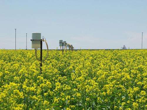 Great plains producers could profit from spring canola crops