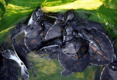 Green baby turtles in a container during a turtle release programme in Indonesia's Bali on June 13, 2013