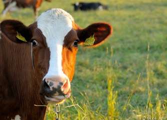 Greener milk: How to make cow’s nitrogen intake efficient