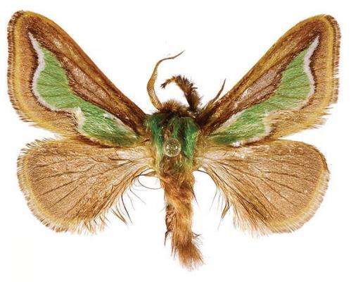 Green flame moths: Scientists discover 2 new Limacodidae species from China and Taiwan