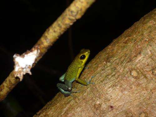 Green poison-dart frog varies mating call to suit situation