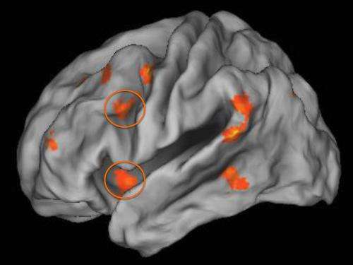 Growing up poor and stressed impacts brain function as an adult