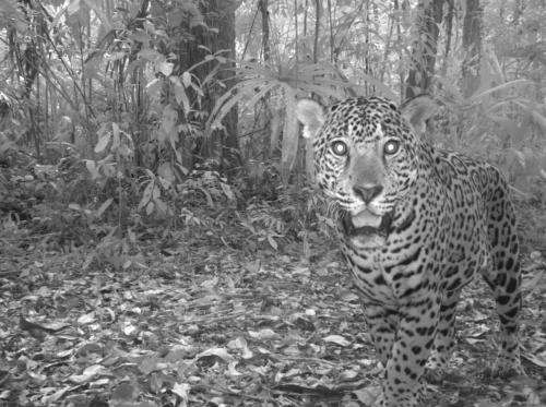 Guatemala's jaguars: Capturing phantoms in photos