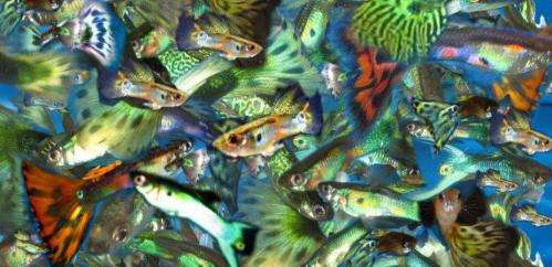 Guppies and sexual conflict? It’s a genital arms race