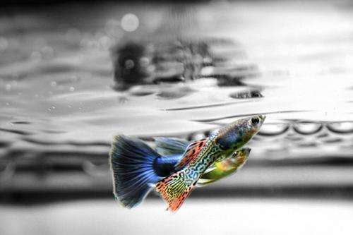 Guppies lie about mate choice to trick rivals