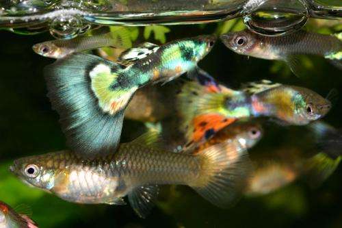 Guppy fish proven to be cheap, effective tool in fight against dengue