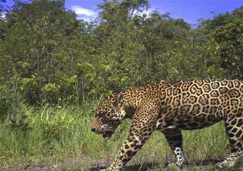 Guyana pledges to protect jaguars