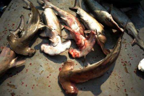 Hammerhead sharks are seen on a boat harboured to a dock in La Libertad, near El Salvador on April 11, 2012