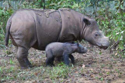 Handout photo released on June 25, 2012 shows baby Sumatran rhinoceros Andatu and mother Ratu in a park in Indonesia