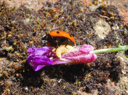 Harlequin ladybirds escape enemies while native species succumb