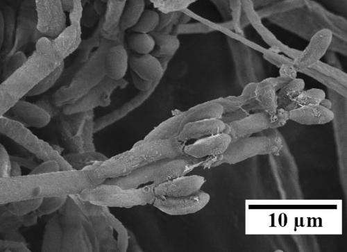Harnessing plant-invading fungi for fuel