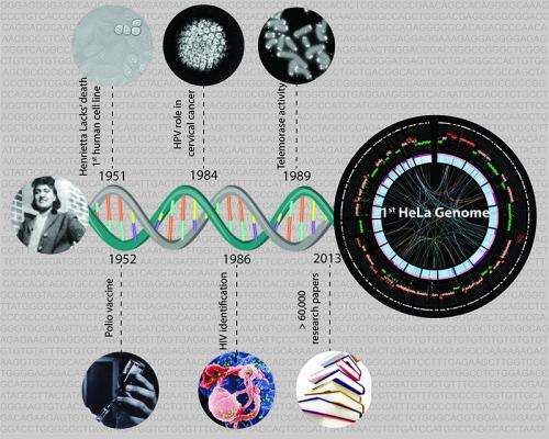 Havoc in biology’s most-used human cell line: Genome of HeLa cells sequenced for the first time