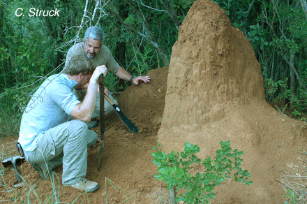 Headbanging termites send out smoke signals
