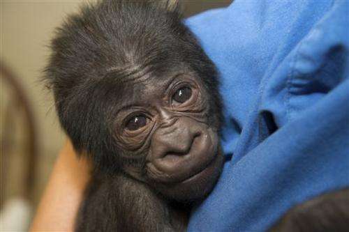 Healthy 5-pound gorilla born at central Ohio zoo